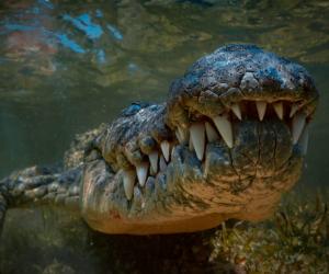 Get a First Person View of What It Would Be Like to Be Eaten by a Crocodile