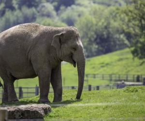 Discover the 7 Largest Zoos in England (And the Ideal Time to Visit Each)