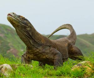 Discover a Natural Wonder: The Komodo Dragon’s Built-in Armor