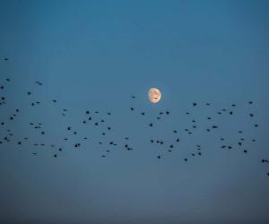 Over 1,000 Migrating Birds are Dead After Crashing into a Chicago Building