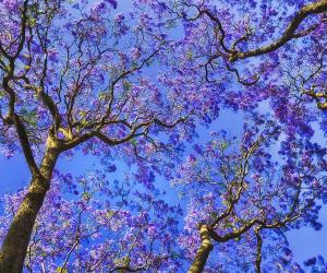 Discover Jacarandas: California's Beautiful Purple Flowering Tree