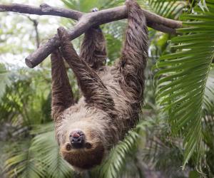 The Shocking Amount of Time Sloths Can Hold Their Breath