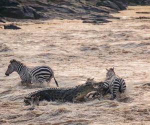 Brave Zebra Decides to Make the First Move In a River Crossing, But It Proves to Be Its Last Move