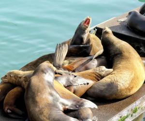 Sea Lions: Are They Eating All the Migrating Salmon?