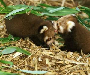 Baby Red Pandas: Adorable Pictures and Surprising Facts