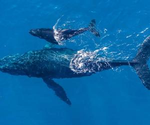 Watch Rescuers Brilliantly Free a Trapped Humpback Whale From a Stray Rope