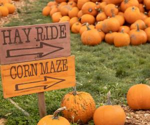 Explore the 6 Best Pumpkin Patches in Oregon To Embrace The Fall Season