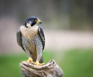 Watch This Protective Dog Come to the Rescue of a Chicken Being Attacked by a Falcon