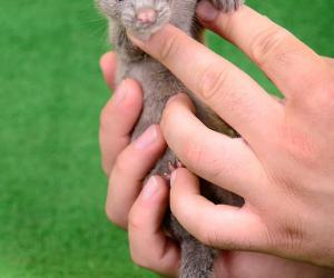 Baby Mink: 10 Adorable Pictures and 9 Incredible Facts