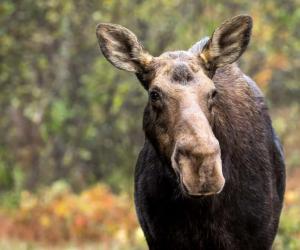 Can Female Moose Have Antlers? 5 Ways Moose Use Them