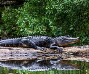 How Many Alligators Live in Caddo Lake in Texas?