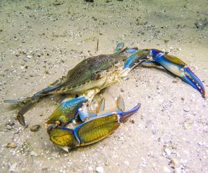 Maryland Crabbing Season: Timing, Bag Limits, and Other Important Rules