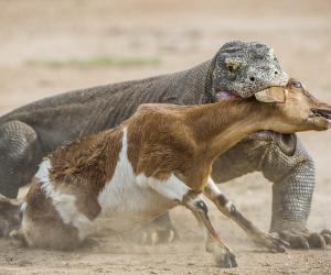 Watch a Komodo Dragon Turn Into a Modern-Day Dinosaur and Guzzle Down a Bird