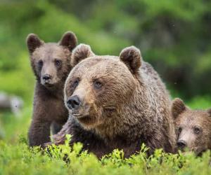 Ring Camera Catches a Bear Helping Itself Into a Country Home