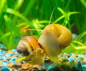 The 17 Best Tank Mates to Pair With Shrimp