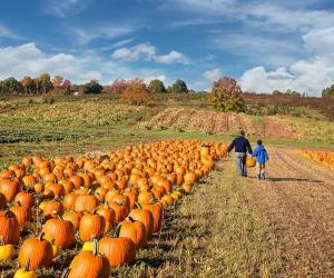 Explore the 30 Best Pumpkin Patches in Georgia To Experience Autumn