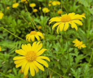 The 10 Most Colorful Fall-Blooming Flowers in Michigan