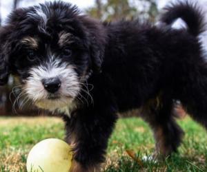 Bernedoodle Temperament: Do They Make Good Family Dogs?