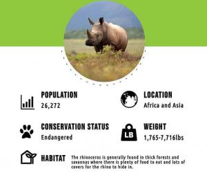 Discover the 4 Countries Where the Most Rhinos Live