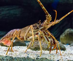 Do Lobsters Mate for Life? 5 Amazing Facts About These Amazing Creatures