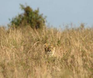 Lioness Tries Sneaking Up on a Herd of Gazelle Drinking at a River Before Making One Misstep