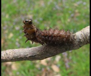 Discover How Carnivorous Caterpillars Hunt and Eat Their Prey