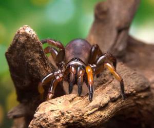 Trapdoor Spider Size: Just How Big Do These Spiders Get?