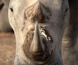 Watch This Rhino Surrounded by a Lion Pride Spin in Circles to Use Its Horn Like an Expert Swordsman