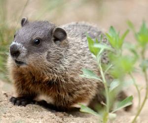 6 Impressive Facts About Woodchucks