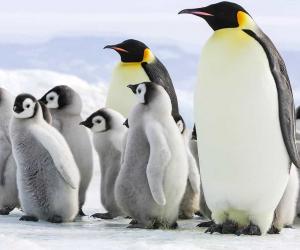 Discover How Fast Penguins Can Swim: Top Speeds and Interesting Facts!