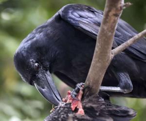 See a Raven Become a Nasty Neighbor and Attack Another Bird In His Own Nest