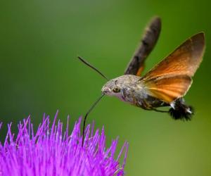 5 Moths That Look Like Hummingbirds and How to Identify Them