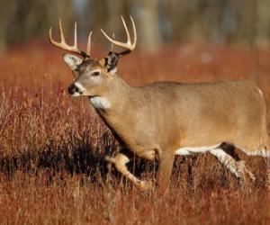 10 Reasons South Dakota Has the Best Deer Hunting in the U.S.