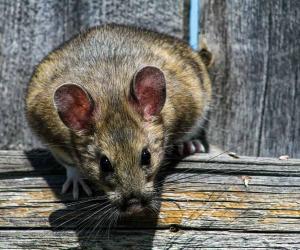 Why Do Rats Even Exist? Discover Their Purpose in the Environment