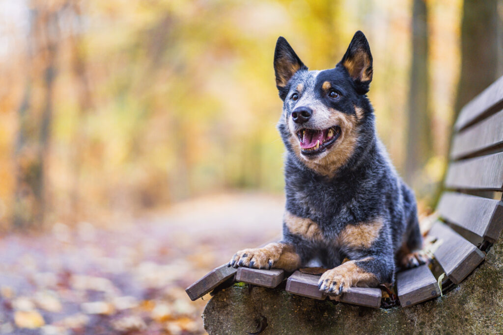 Australian Cattle Dog Progression: Growth Chart, Milestones, and Training Tips