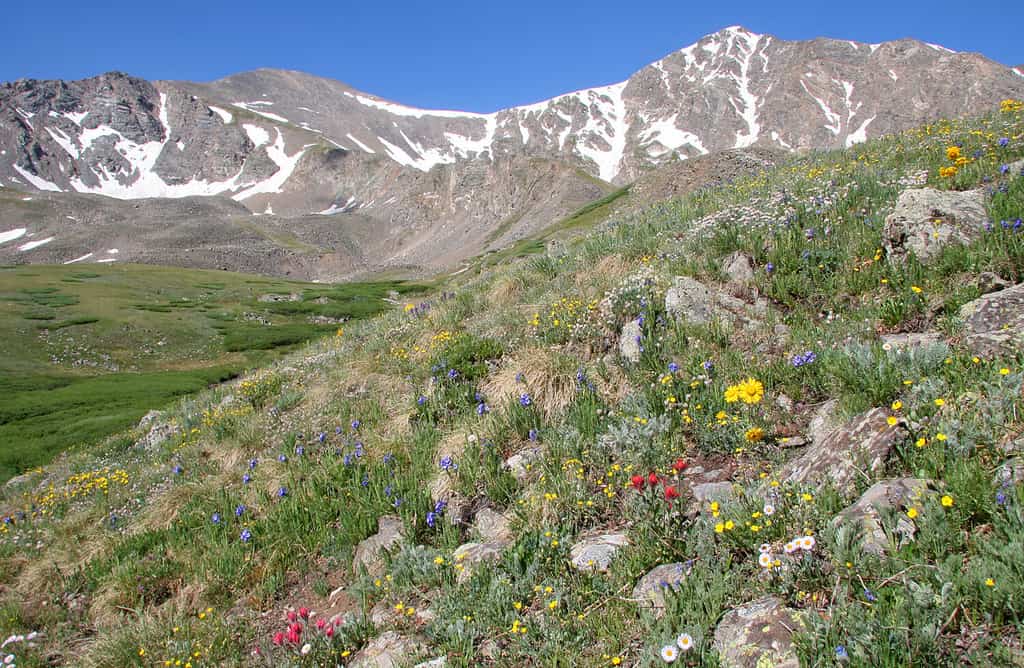 Discover Just How Tall Grays Peak Really Is