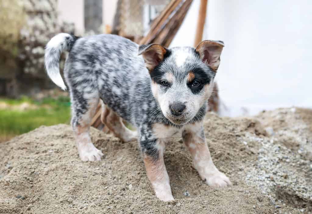 The # Most Common Health Problems in Blue Heelers