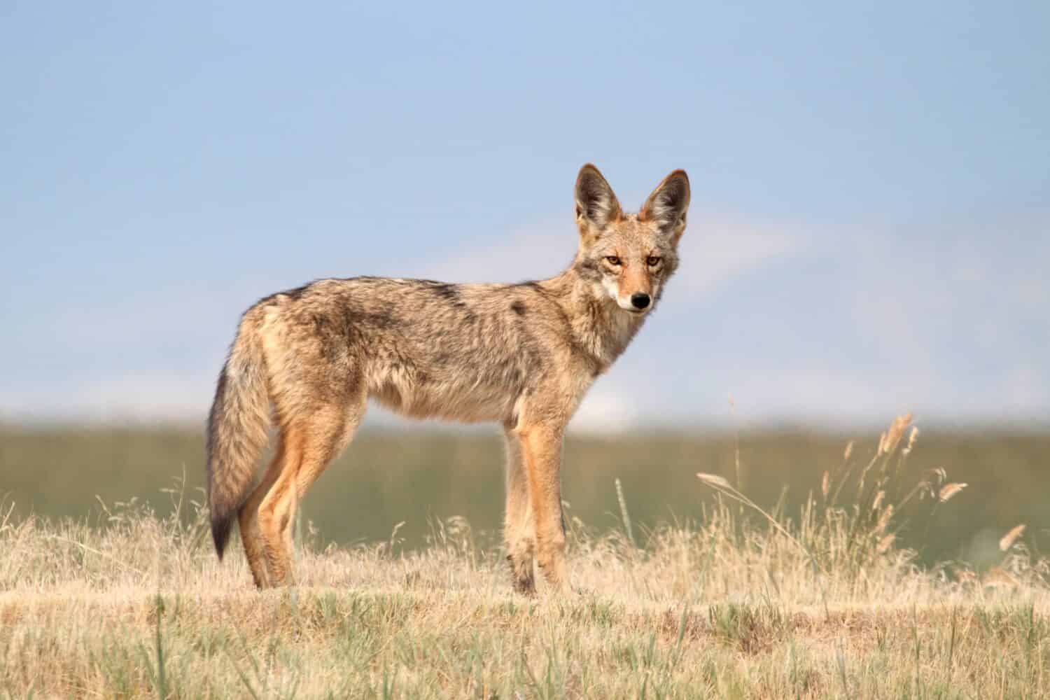 Discover How Fast Coyotes Can Run: Top Speeds and More!