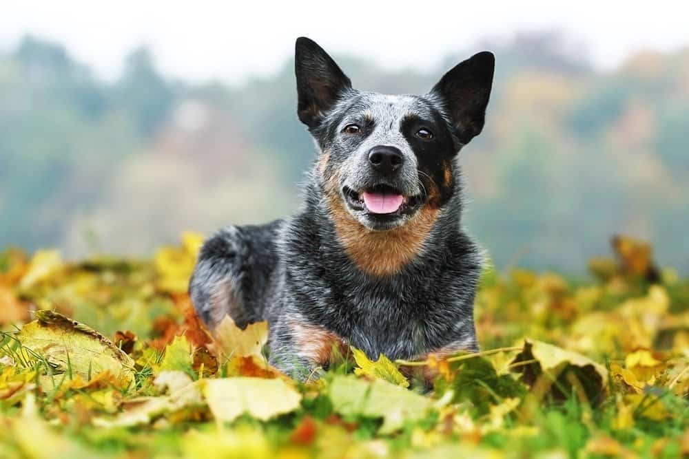 The # Most Common Health Problems in Blue Heelers