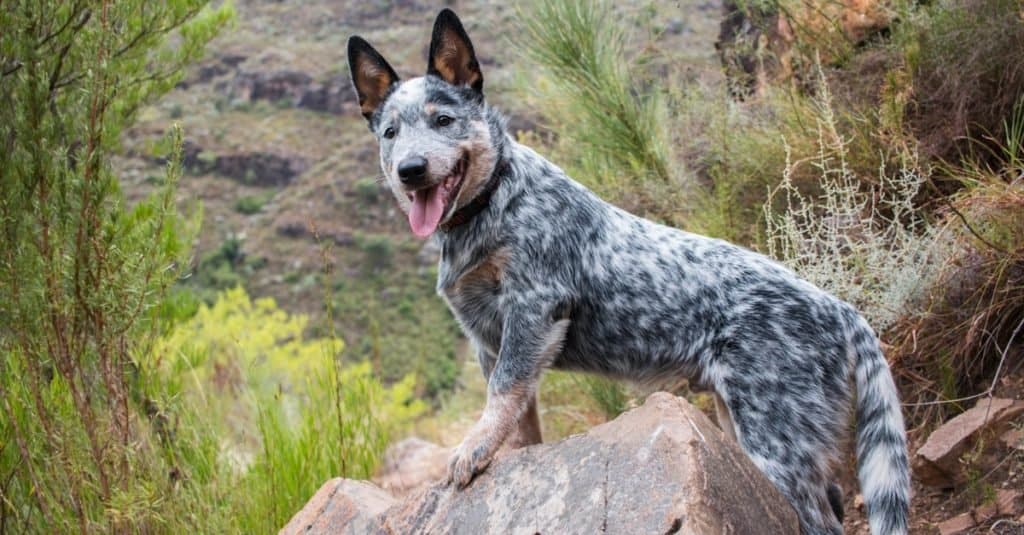 The # Most Common Health Problems in Blue Heelers