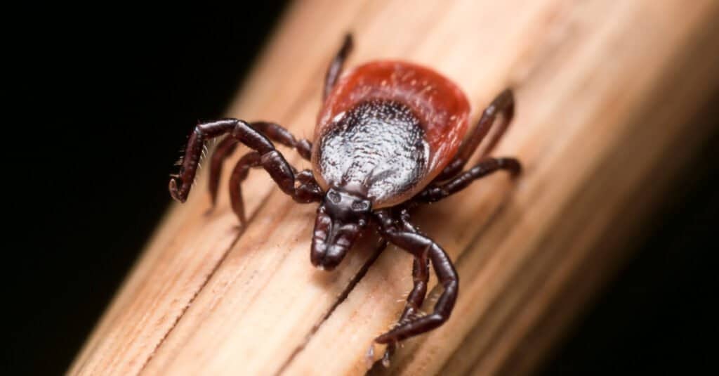 Male vs Female Ticks: 2 Key Differences