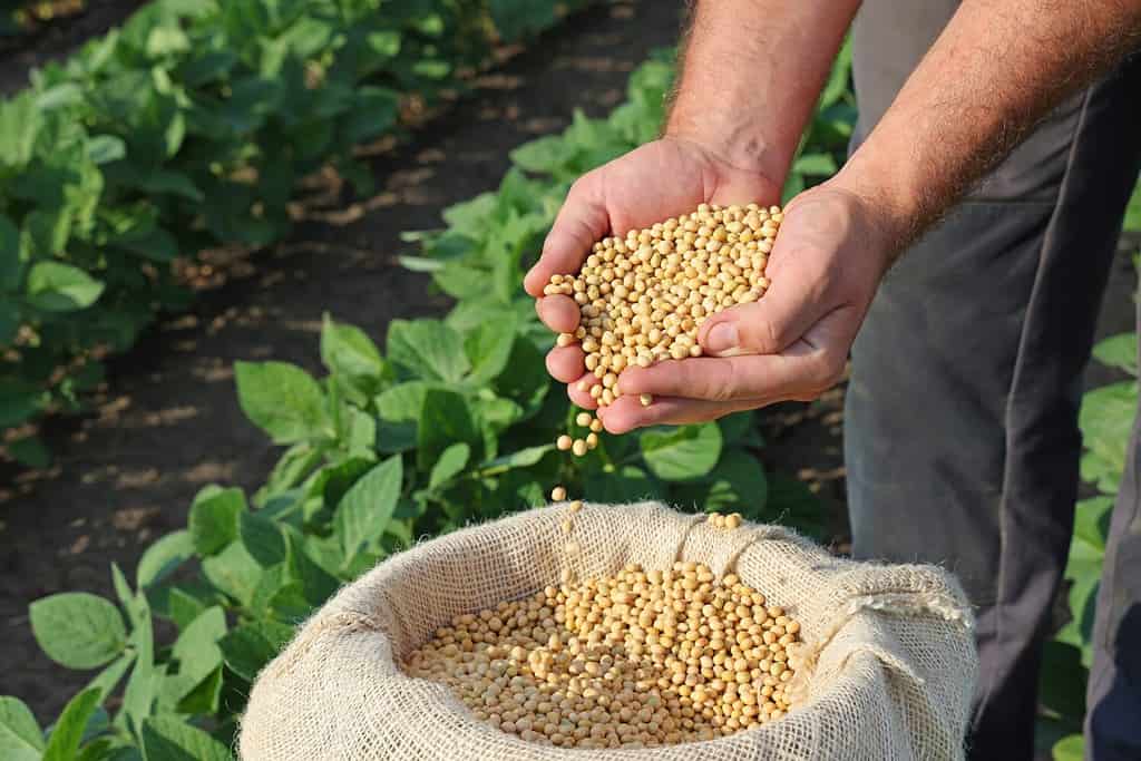 Discover Ohio's Top 6 Most Valuable Crops