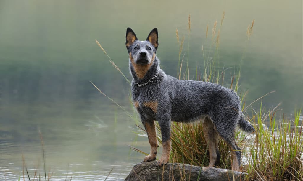 The # Most Common Health Problems in Blue Heelers