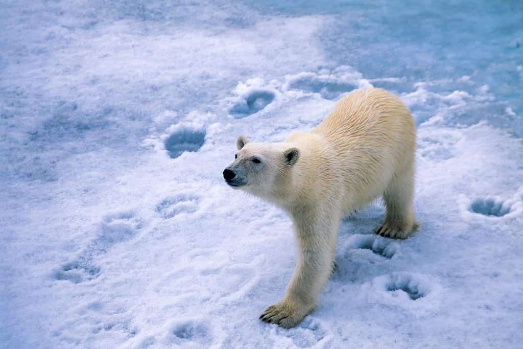 The 3 Largest Bears in Canada Are Massive Forces of Nature