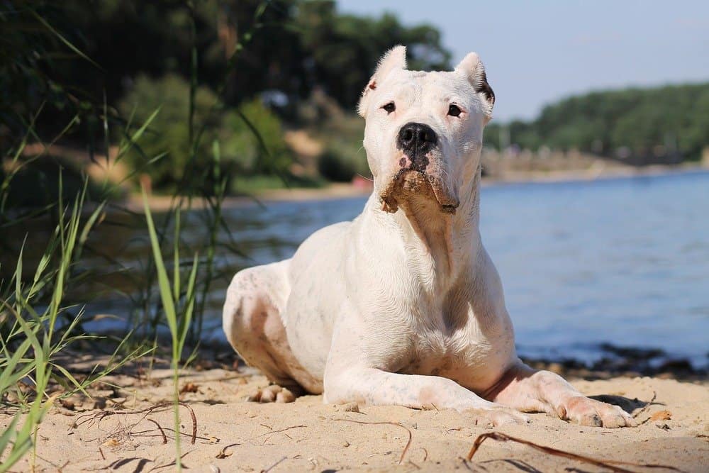 Dogo Argentino Lifespan: How Long Do These Dogs Live?