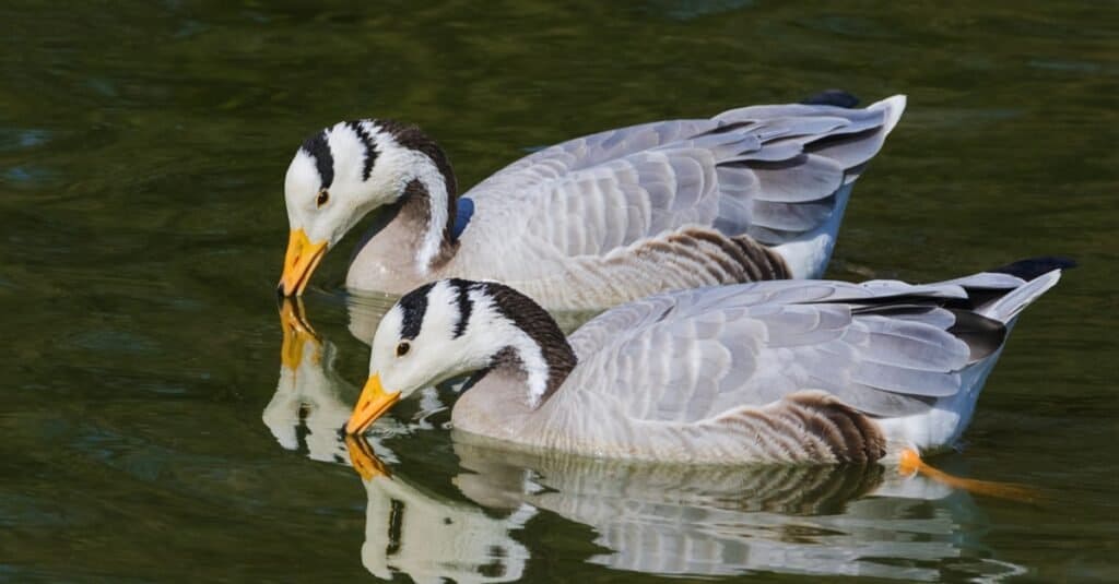 How Do Birds Survive Extreme Environments?