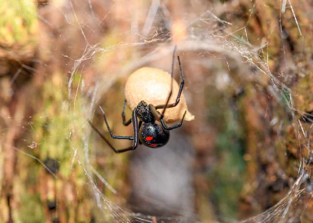 Discover 11 Types of Widow Spiders Throughout The World