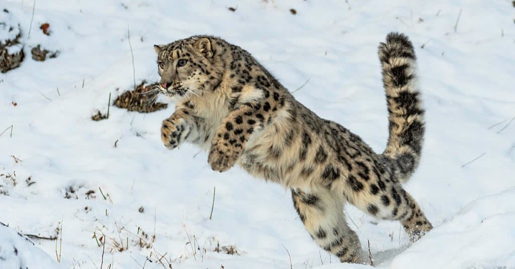 Discover the 5 Countries and Regions Where Snow Leopards Live