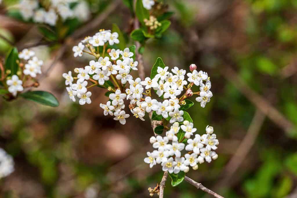 10 Amazing White Flowering Trees in Florida