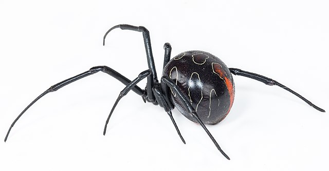 Discover 11 Types of Widow Spiders Throughout The World